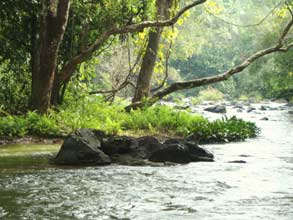 Rainbow Homestays In Wayanad With Food Cottages In Kalpetta